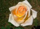 flower_l